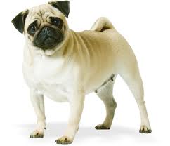 Royal Canin Pug (Мопс взрослый) Royal Canin Pug (Мопс взрослый)